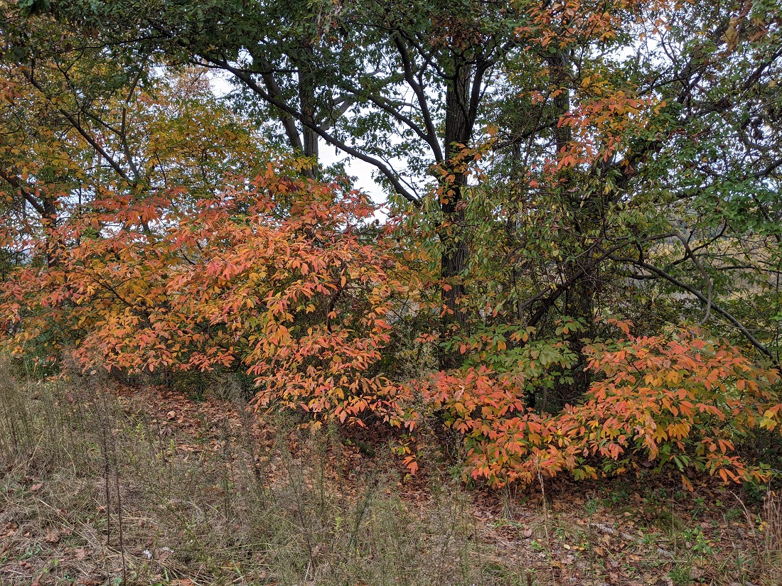 Scenic Outlook: George Washington Memorial Parkway, VA