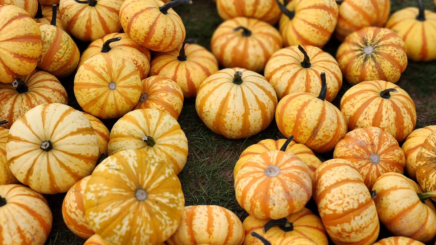 Pumpkin Patching